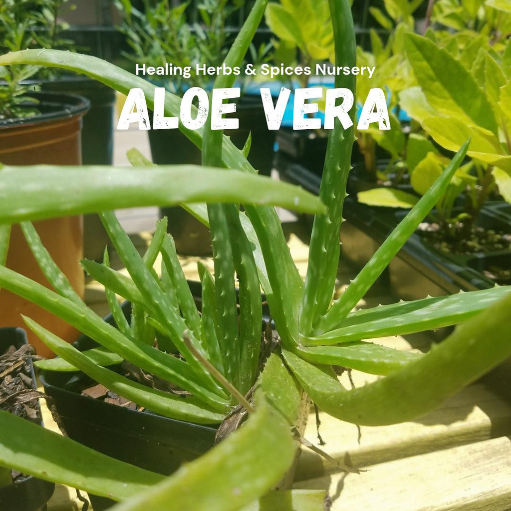 Aloe Vera -  Live Plant