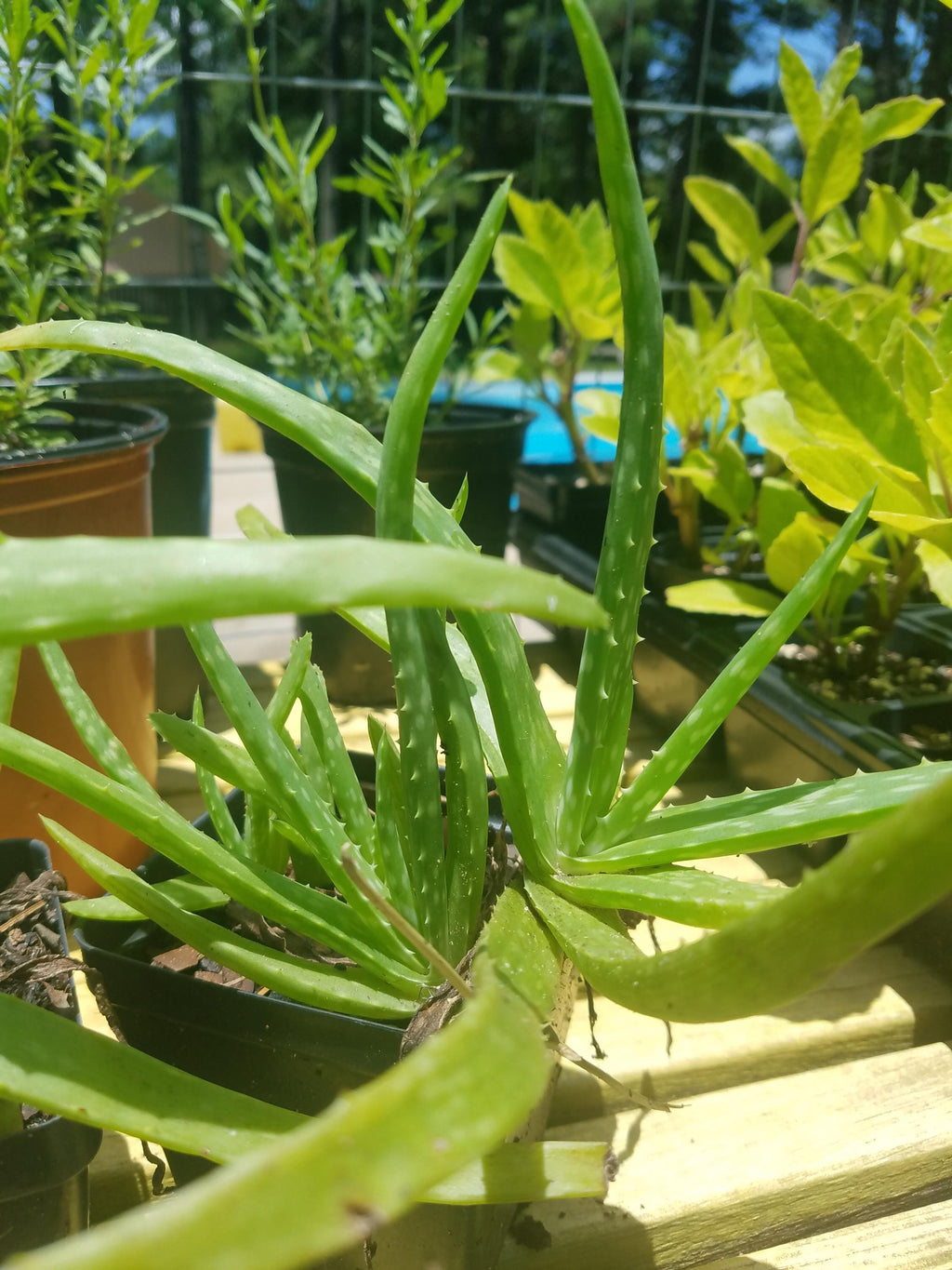 Aloe Vera -  Live Plant