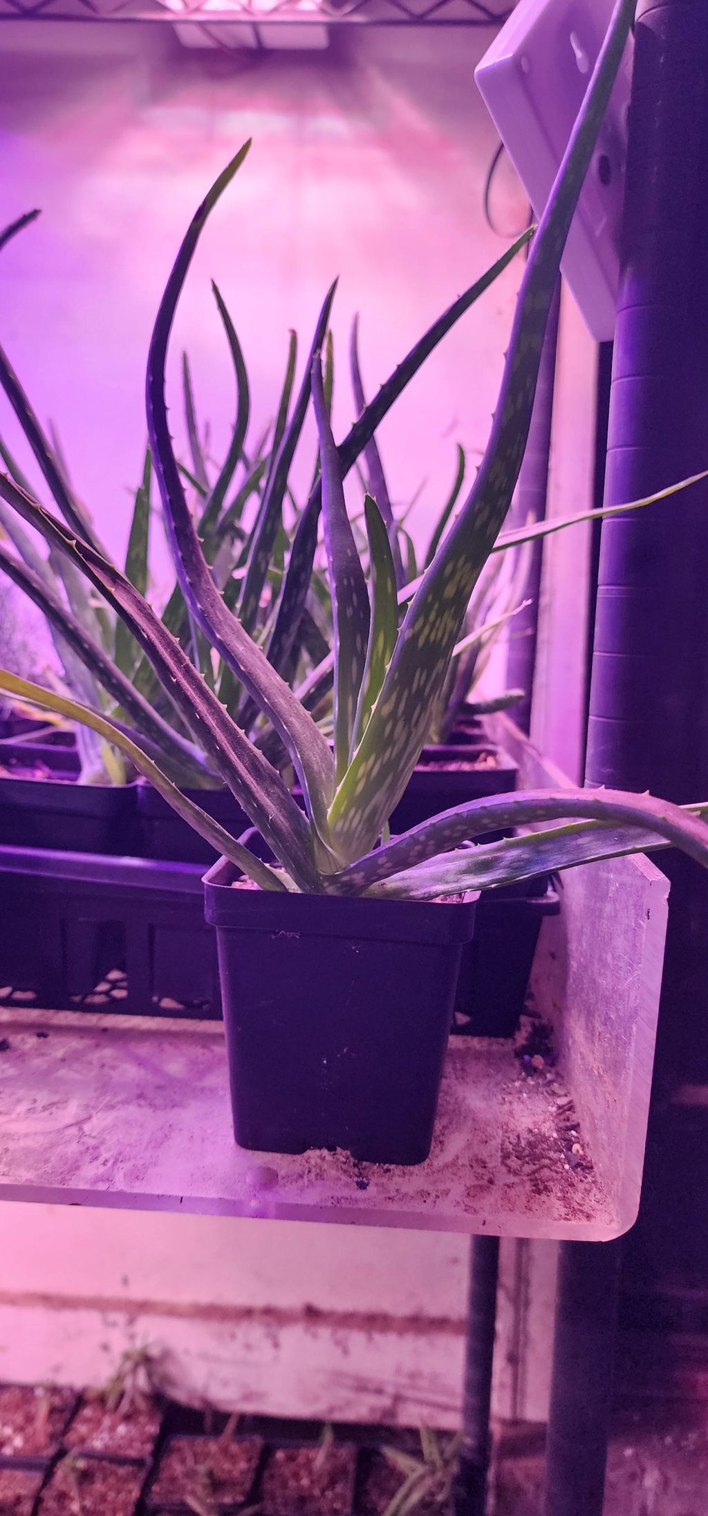 Aloe Vera -  Live Plant